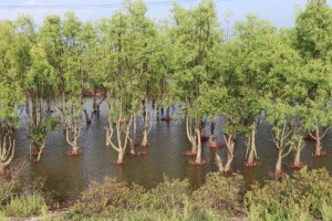 Con Noi Mangroves